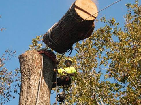 Tree felling Cowies Hill