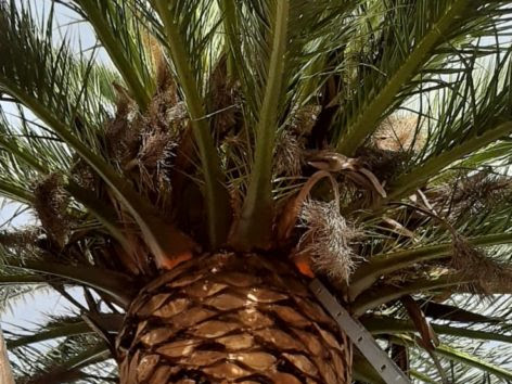 Palm Tree Trimming Marianhill Services